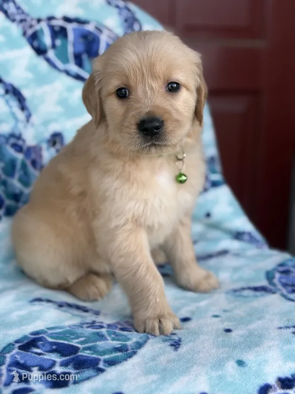 Green collar – Golden Retriever puppy for sale in Chino, CA