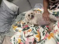 male white w/ brown patches, a male Maltipoo and Shihpoo for sale in Chino, CA – 9 of 10