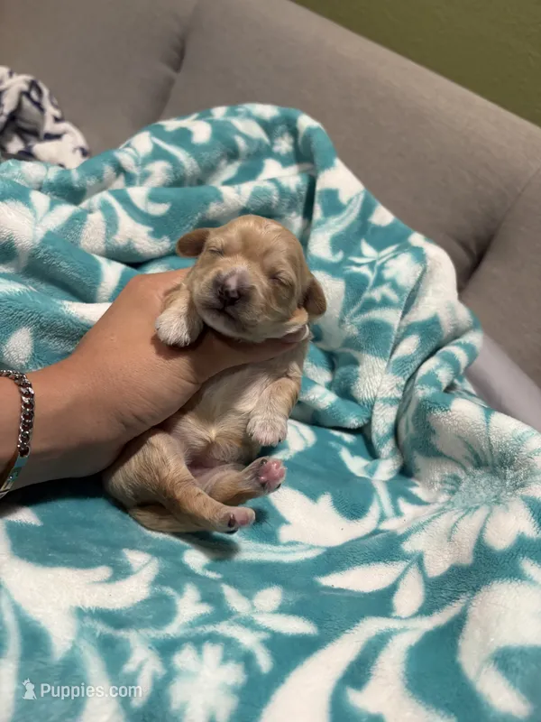 Dark tan female  – Maltipoo, Shihpoo puppy for sale in Chino, CA