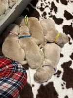 Yellow band , a female Golden Retriever for sale in Chino, CA – 2 of 2
