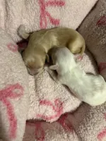 Dark tan female , a female Maltipoo and Shihpoo for sale in Chino, CA – 3 of 10