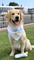 Yellow (read description) OFA/genetic tested, a male Golden Retriever for sale in Chino, CA – 7 of 10