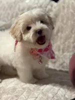 male white w/ brown patches, a male Maltipoo and Shihpoo for sale in Chino, CA – 8 of 10