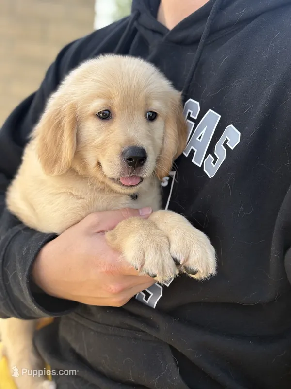 Coming soon  – Golden Retriever puppy for sale in Chino, CA