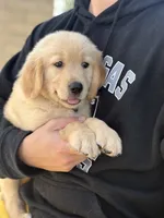 Coming soon (read description), a female Golden Retriever for sale in Chino, CA – 1 of 10