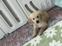 Neon green (lime green), a female Golden Retriever for sale in Chino, CA – 5 of 7