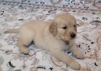 AKC blue female, a female Golden Retriever for sale in Chino, CA – 2 of 6
