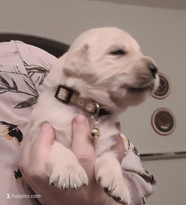AKC yellow female – Golden Retriever puppy for sale in Chino, CA