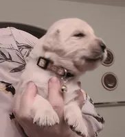 AKC yellow female, a female Golden Retriever for sale in Chino, CA – 1 of 6