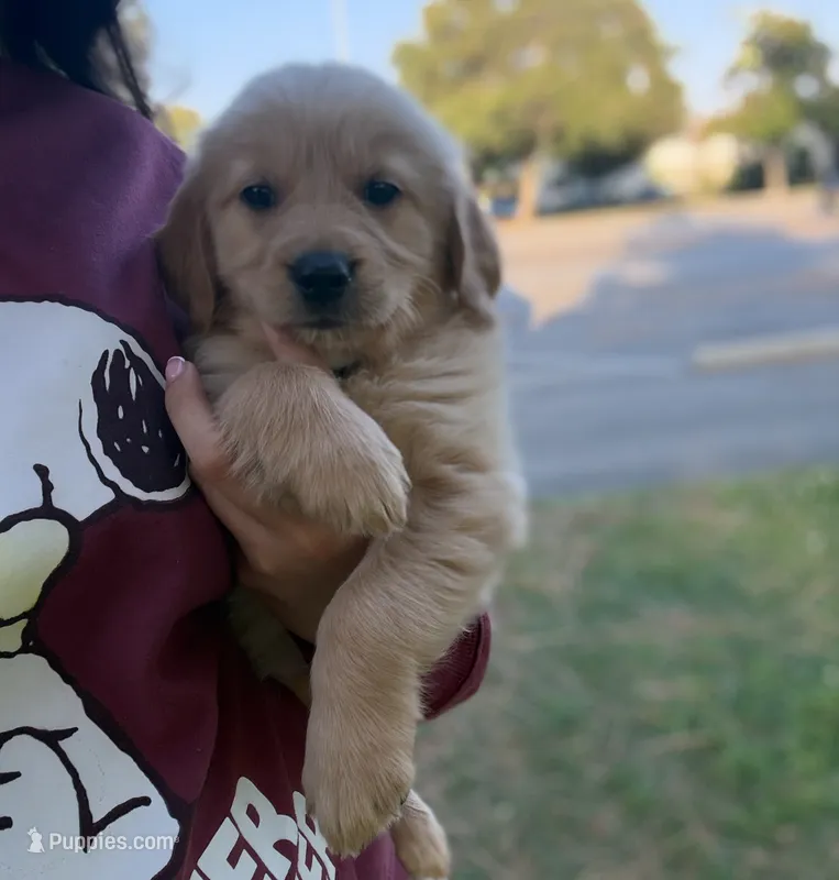 Green collar – Golden Retriever puppy for sale in Chino, CA