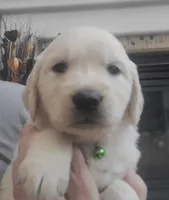AKC Green male , a male Golden Retriever for sale in Chino, CA – 4 of 9