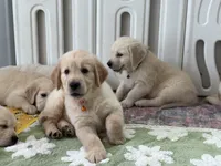 Blue  (read description), a  Golden Retriever for sale in Chino, CA – 10 of 10