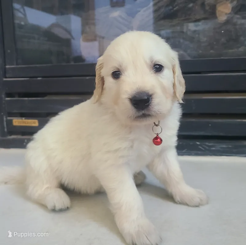 AKC red male  – Golden Retriever puppy for sale in Chino, CA