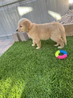 Coming soon (read description), a female Golden Retriever for sale in Chino, CA – 6 of 10
