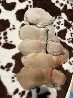 Orange band , a male Golden Retriever for sale in Chino, CA – 2 of 2