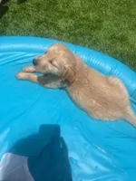 Coming soon (read description), a female Golden Retriever for sale in Chino, CA – 5 of 10