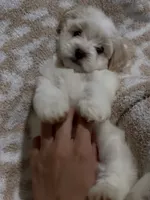 Dark tan female , a female Maltipoo and Shihpoo for sale in Chino, CA – 4 of 10
