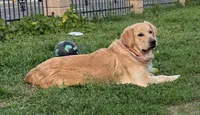 AKC purple female, a female Golden Retriever for sale in Chino, CA – 5 of 6