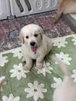 Pink band , a female Golden Retriever for sale in Chino, CA – 6 of 10