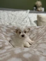 male white w/ brown patches, a male Maltipoo and Shihpoo for sale in Chino, CA – 7 of 10