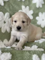 Turquoise  band, a female Golden Retriever for sale in Chino, CA – 4 of 6