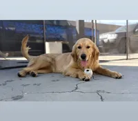 Coming soon (read description), a female Golden Retriever for sale in Chino, CA – 10 of 10