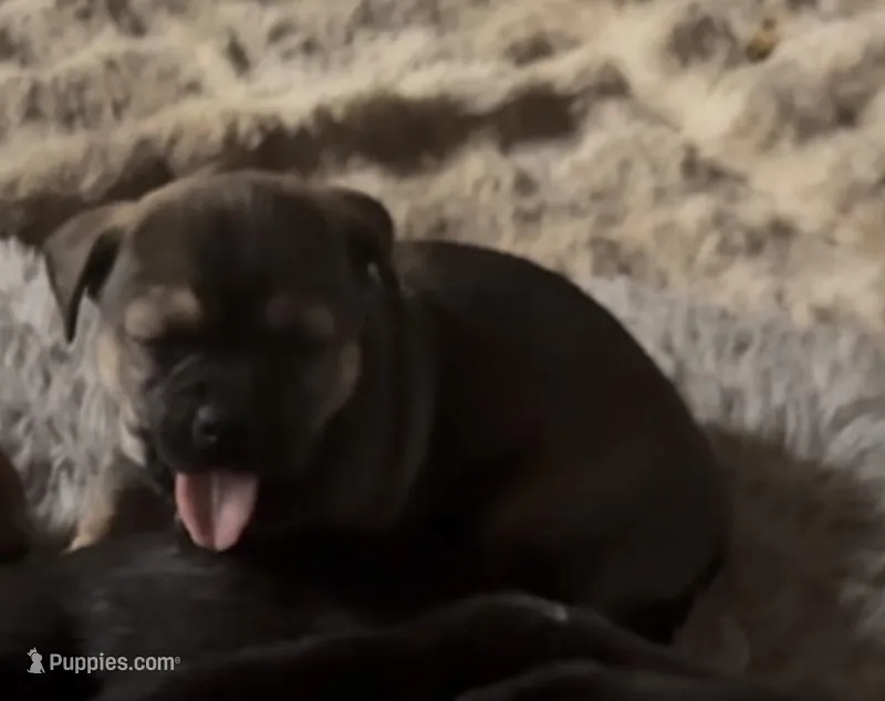 Female 2 chi mix  – Chihuahua puppy for sale in Chino, CA