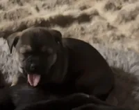 Female 2 chi mix , a female Chihuahua for sale in Chino, CA – Photo 1 of 2