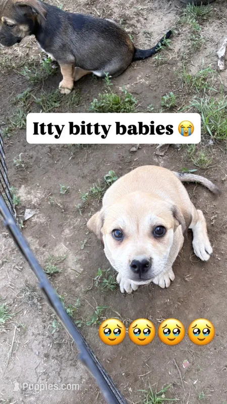 Female mix, a female Chihuahua for sale in Chino, CA – Photo 1 of 3