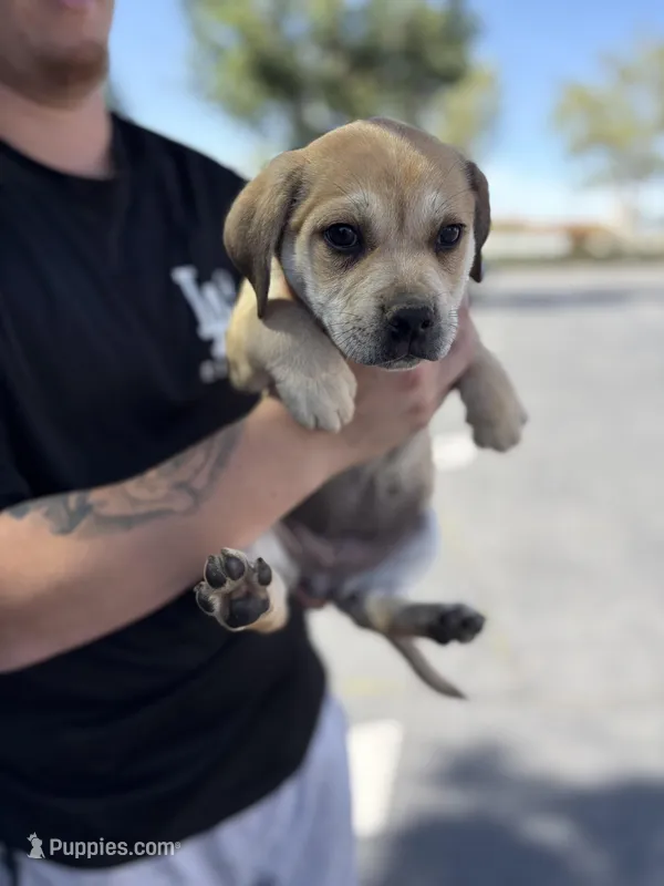 Female 2 chi mix  – Chihuahua puppy for sale in Chino, CA