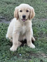 Light pink, a female Golden Retriever for sale in Chino, CA – 2 of 10