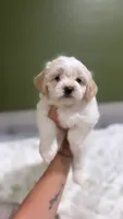 Dark tan female , a female Maltipoo and Shihpoo for sale in Chino, CA – 5 of 10
