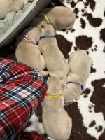 Pink band , a female Golden Retriever for sale in Chino, CA – 2 of 2