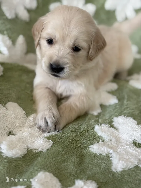 Black band  – Golden Retriever puppy for sale in Chino, CA