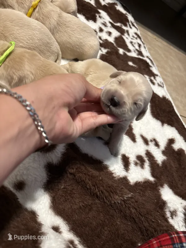 Pink band  – Golden Retriever puppy for sale in Chino, CA