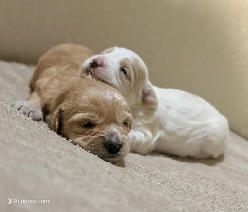 male white w/ brown patches – Maltipoo, Shihpoo puppy for sale in Chino, CA