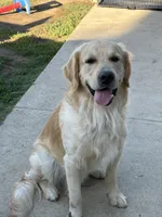 Burgundy band , a female Golden Retriever for sale in Chino, CA – 9 of 9