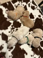 Black band , a male Golden Retriever for sale in Chino, CA – 2 of 2