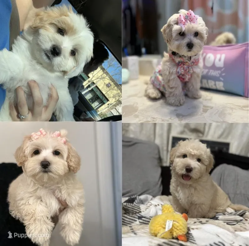 Last girl available to reserve (obo) – Maltipoo, Shihpoo puppy on hold in Chino, CA