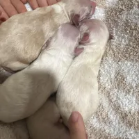 Last girl available to reserve (obo), a female Maltipoo and Shihpoo for sale in Chino, CA – Photo 5 of 5