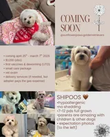 Olive , a  Maltipoo and Shihpoo for sale in Chino, CA – Photo 1 of 3