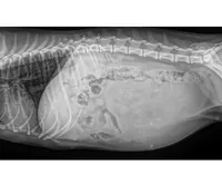 Olive , a  Maltipoo and Shihpoo for sale in Chino, CA – Photo 2 of 3