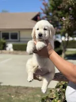 Pink band , a female Golden Retriever for sale in Chino, CA – 1 of 10