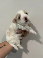 Male (7-10 pds), a male Maltipoo and Shihpoo for sale in Chino, CA – 3 of 10