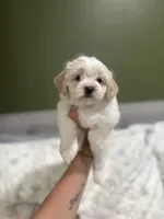 male white w/ brown patches, a male Maltipoo and Shihpoo for sale in Chino, CA – 5 of 10
