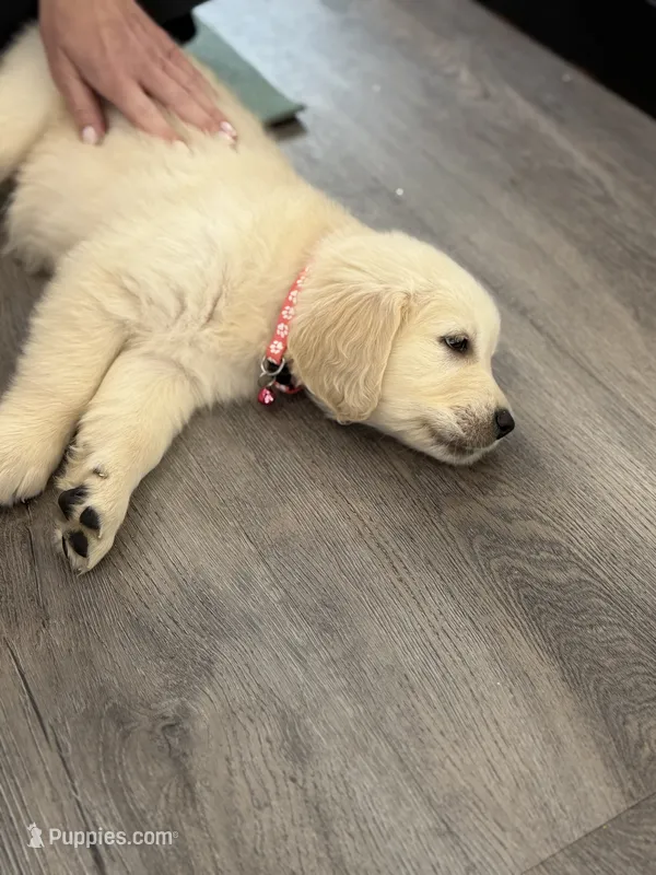 Pink band  – Golden Retriever puppy for sale in Chino, CA