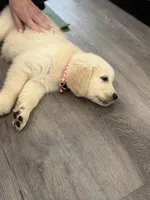 Pink band , a female Golden Retriever for sale in Chino, CA – 4 of 10