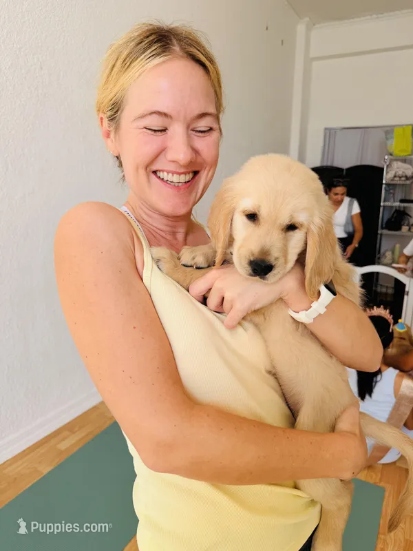 Lime green female  – Golden Retriever puppy for sale in Chino, CA