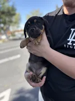 Chihuahua mix 1 (female), a female Chihuahua for sale in Chino, CA – Photo 2 of 3
