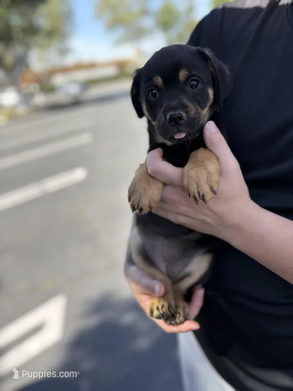 Chihuahua mix 1 (female) – Chihuahua puppy for sale in Chino, CA